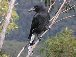800px-Pied_Currawong,_Blue_Mountains