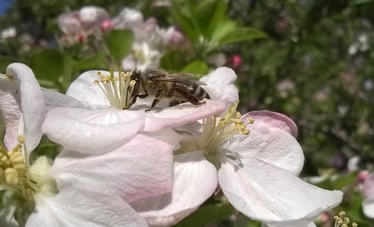 bee, apple blossom