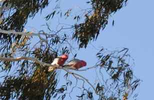 galahs arrived, waiting for seed