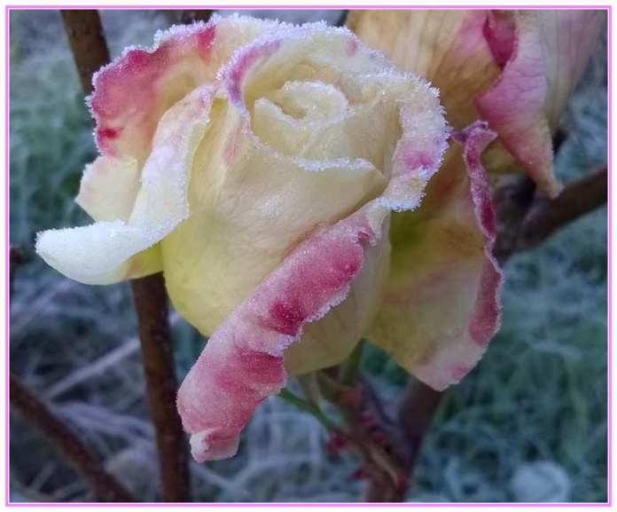 frost covered rose
