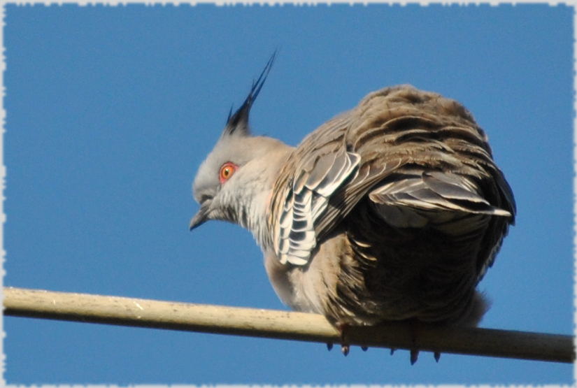 crested_pigeon3