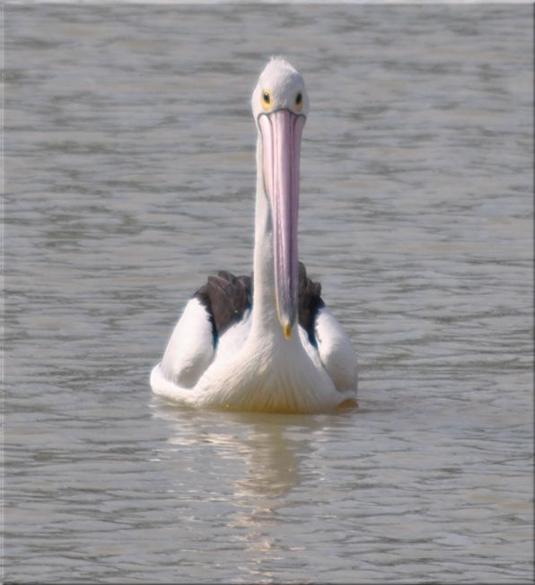 pelicanfright3