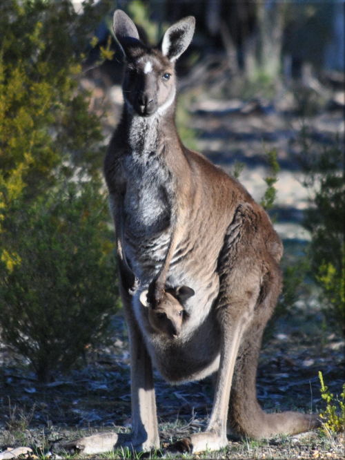 kangaroo_joey_rocklands