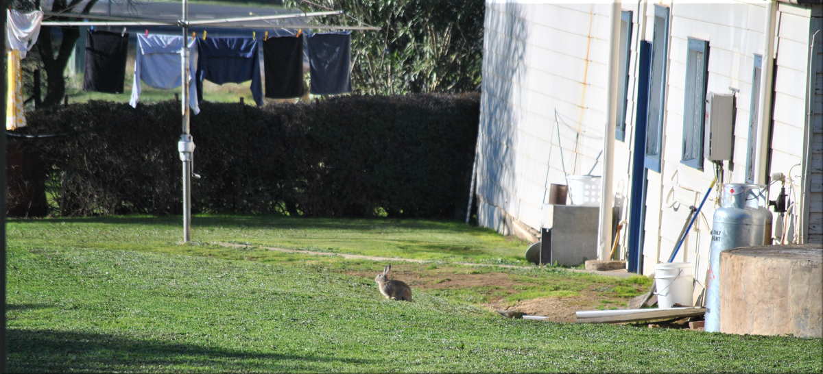 bunny_backyard