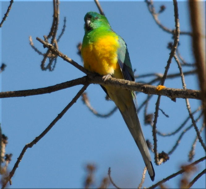 red_rumped_parrot